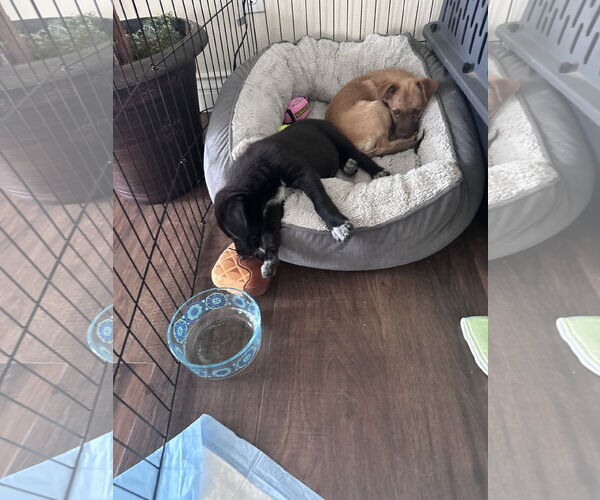 Medium Photo #17 Chiranian Puppy For Sale in Dana Point, CA, USA