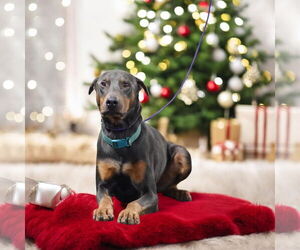 Doberman Pinscher Dogs for adoption in Omaha, NE, USA