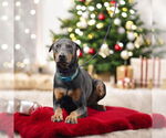 Small Doberman Pinscher
