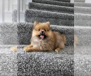 Pomeranian Puppy for sale in FRANKLIN, IN, USA