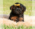 Puppy Silas F1 Maltipoo (Toy)