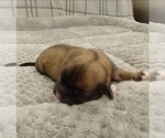 Small Photo #7 Puggle-Shih Tzu Mix Puppy For Sale in NEW YORK MILLS, MN, USA
