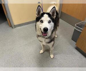 Siberian Husky Dogs for adoption in Orange, CA, USA