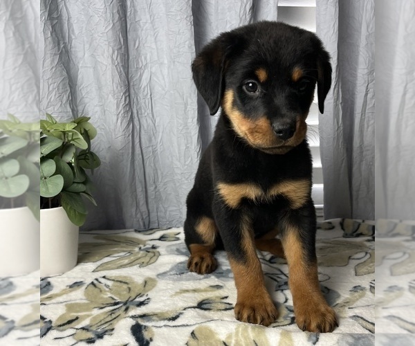 Medium Photo #7 Rottweiler Puppy For Sale in GREENWOOD, IN, USA