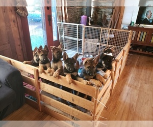 German Shepherd Dog Puppy for sale in MOUNT VERNON, WA, USA