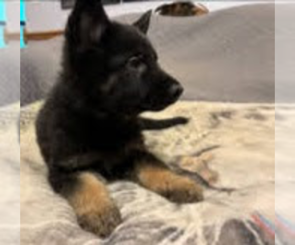 Medium Photo #6 German Shepherd Dog Puppy For Sale in LOGAN, OH, USA