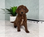 Small #1 Goldendoodle (Miniature)