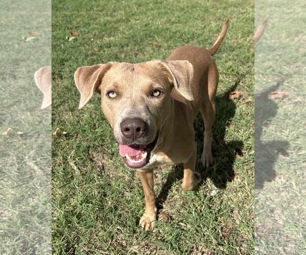 Medium Photo #3 Labrador Retriever-Staffordshire Bull Terrier Mix Puppy For Sale in Corning, AR, USA