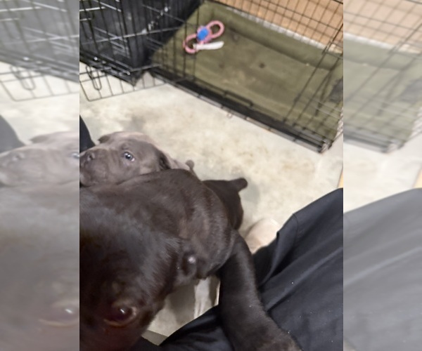 Medium Photo #10 Cane Corso Puppy For Sale in CORONA, CA, USA
