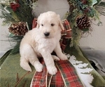 Small Photo #4 Goldendoodle Puppy For Sale in RIO RANCHO, NM, USA