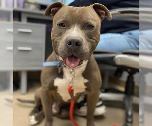 Mutt Dogs for adoption in Aurora, CO, USA