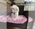 Small Photo #13 Maltese Puppy For Sale in RALEIGH, NC, USA