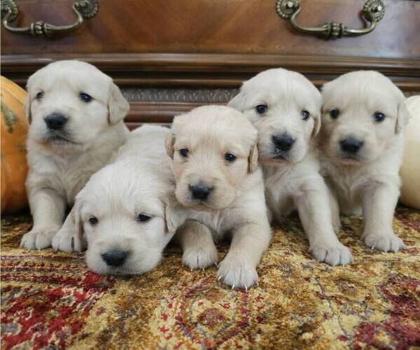 Medium Photo #2 Golden Retriever Puppy For Sale in SACRAMENTO, CA, USA