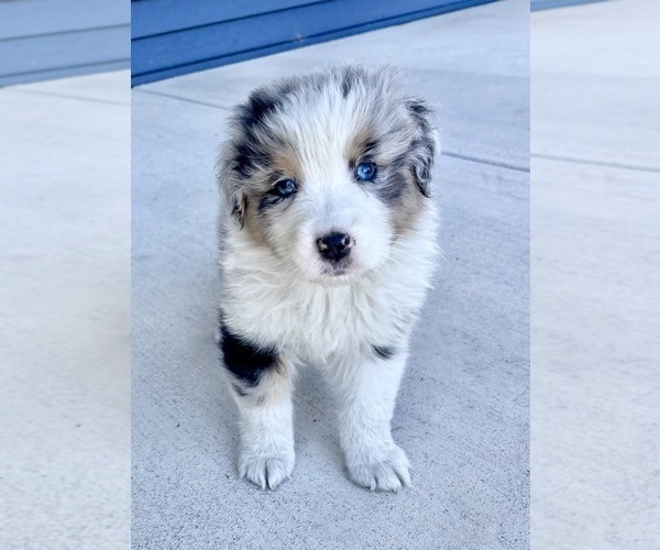 Medium Photo #6 Australian Shepherd Puppy For Sale in LODA, IL, USA