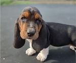 Puppy Bruce Basset Hound