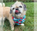 Small #10 Pug Mix