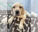 Small #3 Mutt