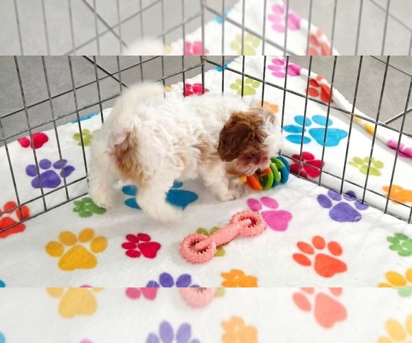 Medium Photo #8 Cavapoo (Miniature)-Poodle (Toy) Mix Puppy For Sale in ORO VALLEY, AZ, USA