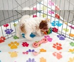 Small #7 Cavapoo (Miniature)-Poodle (Toy) Mix