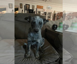 Small #2 Australian Cattle Dog
