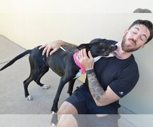 Potion (In Foster) - Female Border Collie-Unknown Mix Dog for Adoption - Photo #3