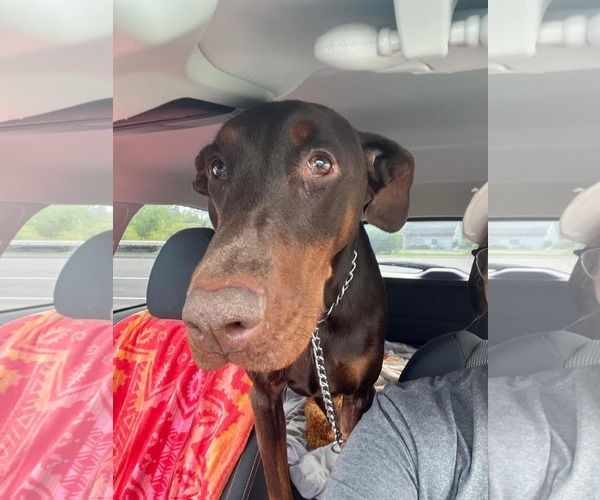 Medium Photo #4 Doberman Pinscher Puppy For Sale in Buffalo, MN, USA