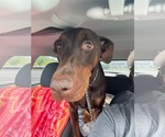 Small #3 Doberman Pinscher