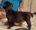 Small Photo #36 Cane Corso Puppy For Sale in MOORESVILLE, NC, USA