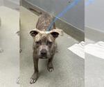 Small American Bulldog Mix
