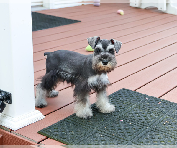 Medium Photo #10 Schnauzer (Miniature) Puppy For Sale in SYRACUSE, IN, USA