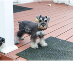 Small #9 Schnauzer (Miniature)
