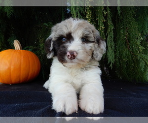 Labradoodle Puppy for sale in MILLERSBURG, OH, USA