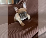 Puppy 2 French Bulldog