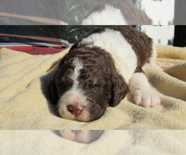 Medium Photo #5 Bernedoodle Puppy For Sale in BIG ROCK, IL, USA