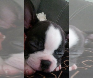 Faux Frenchbo Bulldog Puppy for sale in STOUGHTON, WI, USA