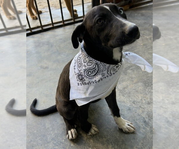 Medium Photo #2 Labrador Retriever-Unknown Mix Puppy For Sale in Dana Point, CA, USA