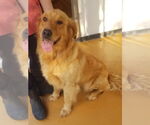 Small Golden Retriever Mix