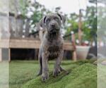 Small #4 Labrador Retriever Mix