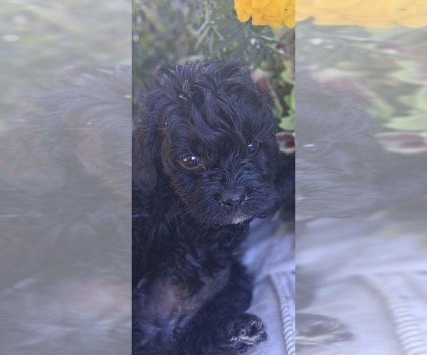 Medium Photo #1 Cavapoo (Toy) Puppy For Sale in WALNUT CREEK, CA, USA