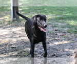 Small Photo #1 Labrador Retriever Puppy For Sale in LOVELADY, TX, USA