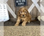 Small Photo #5 Goldendoodle Puppy For Sale in WOLCOTT, IN, USA