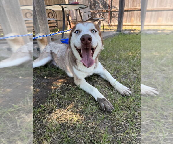 Medium Photo #4 Siberian Husky Puppy For Sale in Great Bend, KS, USA