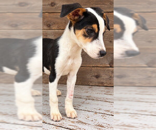 Medium Photo #3 Beagle-Unknown Mix Puppy For Sale in Southbury, CT, USA