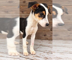 Twilight Oz ~ meet me! - Male Beagle-Unknown Mix Dog for Adoption - Photo #3