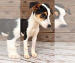 Small Photo #3 Beagle-Unknown Mix Puppy For Sale in Southbury, CT, USA