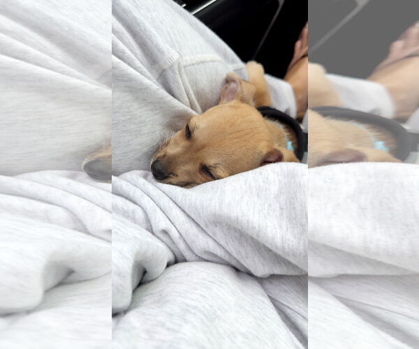 Medium Photo #15 Chihuahua-Unknown Mix Puppy For Sale in Corona, CA, USA