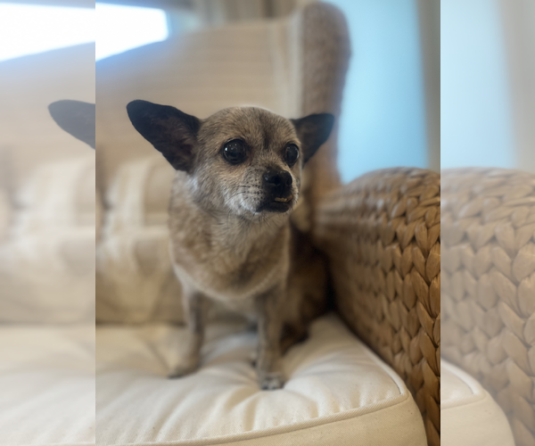Medium Photo #5 Chiweenie Puppy For Sale in Weston, FL, USA