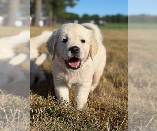 Medium Photo #3 English Cream Golden Retriever Puppy For Sale in BYRON CENTER, MI, USA