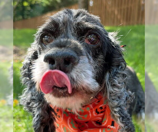 Medium Photo #7 Cocker Spaniel Puppy For Sale in Arlington, VA, USA