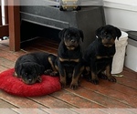Small Photo #1 Rottweiler Puppy For Sale in MONEE, IL, USA